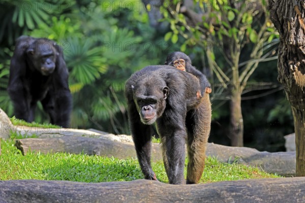 Chimpanzee (Pan troglodytes), adult, female, mother, baby, young animal, social behaviour, young