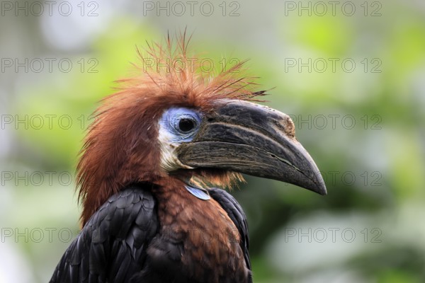 Black-helmeted Hornbill (Ceratogymna atrata), Club-tailed Hornbill, adult, female, portrait, South