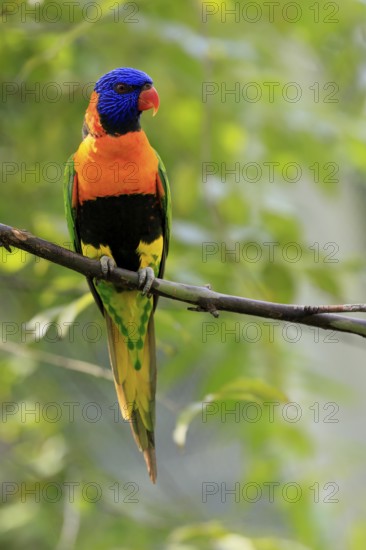 Red-naped Lorikeet (Trichoglossus rubritorquis), Darwin All-coloured Lorikeet, adult, on tree,