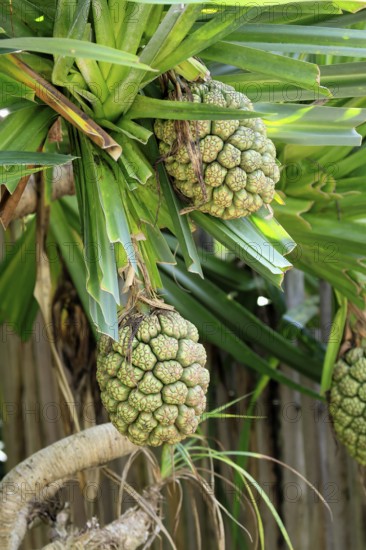Pandanus tectorius, genus screw trees, unripe fruit dressing, fruits, useful plant, Singapore,