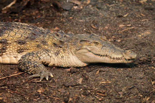 Philippine crocodile (Crocodylus mindorensis), adult, portrait, on land, Philippines, Southeast