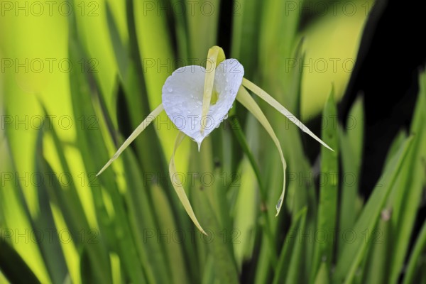 Brassavola cucullata orchid, flowers, blooming, Singapore, Southeast Asia