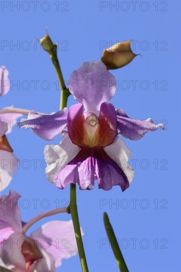 Vanda Miss Joaquim orchid, blossoms, blooming, Singapore's national flower, Singapore, Southeast