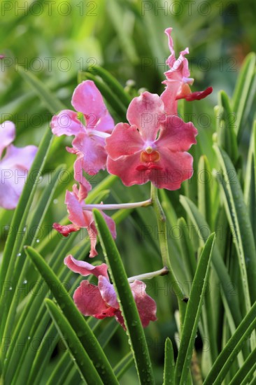 Papilionanda Tan Hoon Siang orchid, blossoms, blooming, Singapore, Southeast Asia