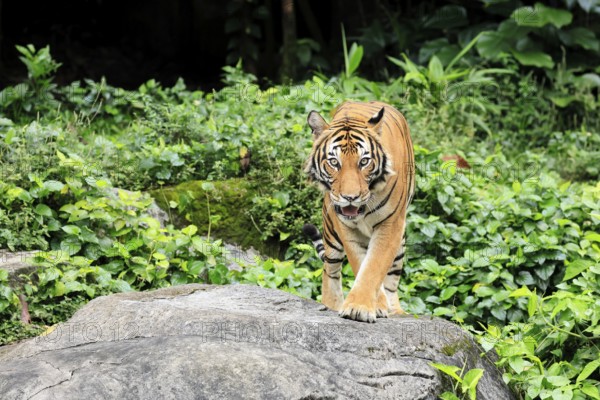 Malaysia tiger (Panthera tigris jacksoni), adult, running, stalking, vigilant, Malaysia, Southeast