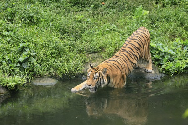Malaysia tiger (Panthera tigris jacksoni), adult, at water, shore, vigilant, Malaysia, Southeast