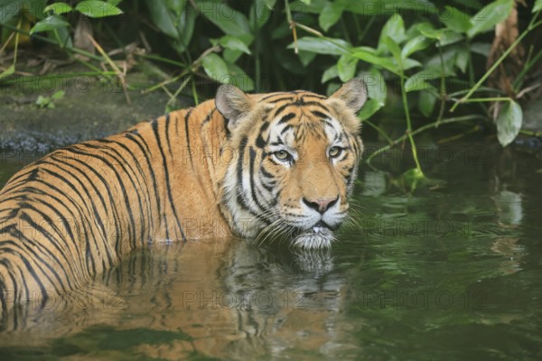 Malaysia tiger (Panthera tigris jacksoni), adult, portrait, in water, alert, Malaysia, Southeast