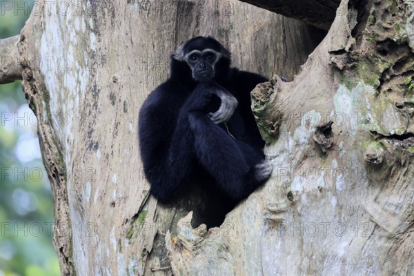 Crested gibbon (Hylobates pileatus), adult, male, sitting on tree, relaxed, Cambodia, Southeast