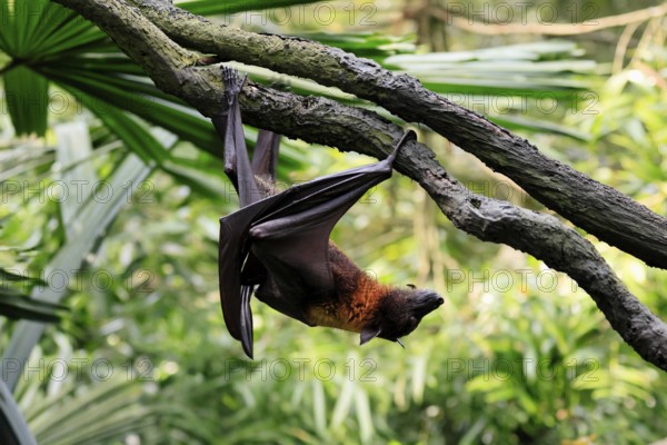 Kalong flying fox (Pteropus vampyrus), adult, climbing, in sleeping tree, during the day,