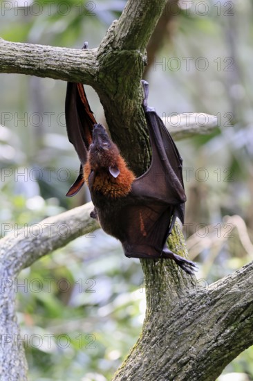 Kalong flying fox (Pteropus vampyrus), adult, climbing, in sleeping tree, during the day,
