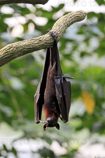 Kalong flying fox (Pteropus vampyrus), adult, resting, in sleeping tree, during the day, Singapore,