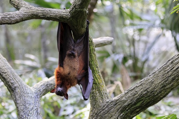Kalong flying fox (Pteropus vampyrus), adult, male, resting, in sleeping tree, during the day,