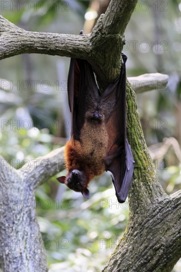 Kalong flying fox (Pteropus vampyrus), adult, male, resting, in sleeping tree, during the day,