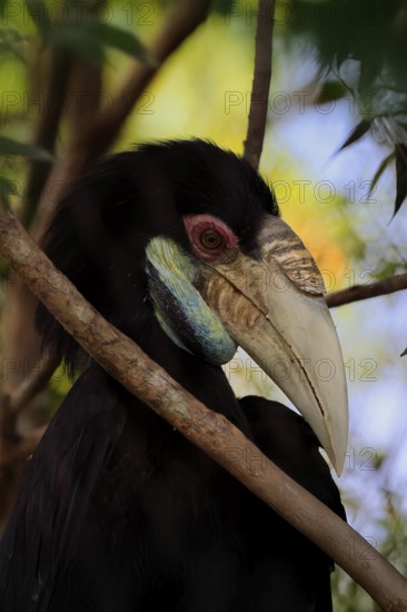 Furze Hornbill (Rhyticeros undulatus), adult, female, portrait, alert, Southeast Asia, Singapore