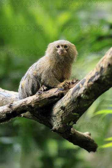 Yellow-bellied marmoset (Cebuella pygmaea), adult, on tree, alert, Amazonas, rainforest, South