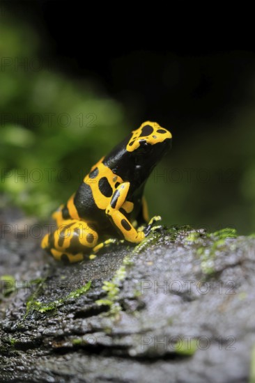 Yellow-banded poison dart frog (Dendrobates leucomelas), adult, on leaf, on land, South America,