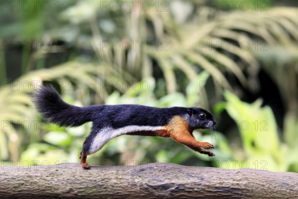 Finlayson's squirrel (Callosciurus finlaysonii), adult, on tree, foraging, jumping, Singapore,