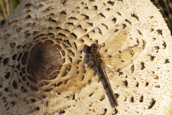 Common darter dragonfly (Sympetrum striolatum) adult insect on a Parasol mushroom in autumn,