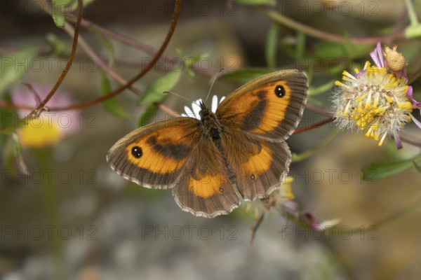Gatekeeper butterfly (Pyronia tithonus) adult insect feeding on garden Mexican fleabane daisy