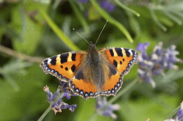 Small tortoiseshell butterfly (Aglais urticae) adult insect feeding on a garden blue English