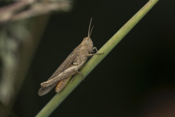 Common field grasshopper (Chorthippus brunneus) adult insect on a grass stem in summer, England,