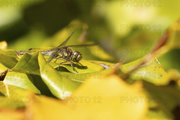 Common darter dragonfly (Sympetrum striolatum) adult insect on a tree leaves in autumn, England,