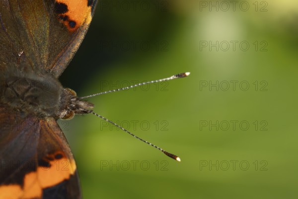 Red admiral butterfly (Vanessa atalanta) adult insect head portrait in summer, England, United