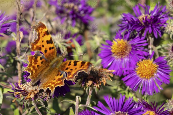 Comma butterfly (Polygonia c-album) adult insect feeding on a garden Aster flowers in summer,