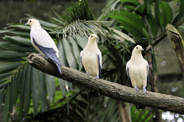 Magpie Fruit Dove (Ducula luctuosa), adult, group, three, vigilant, on tree, Southeast Asia,