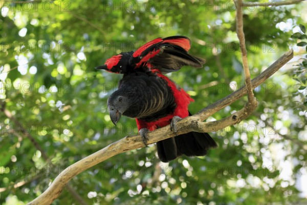 Bristle-headed Parrot (Psittrichas fulgidus), adult, on tree, spreading, wings, New Guinea,