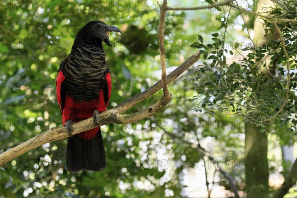 Bristle-headed Parrot (Psittrichas fulgidus), adult, on tree, calling, New Guinea, captive,
