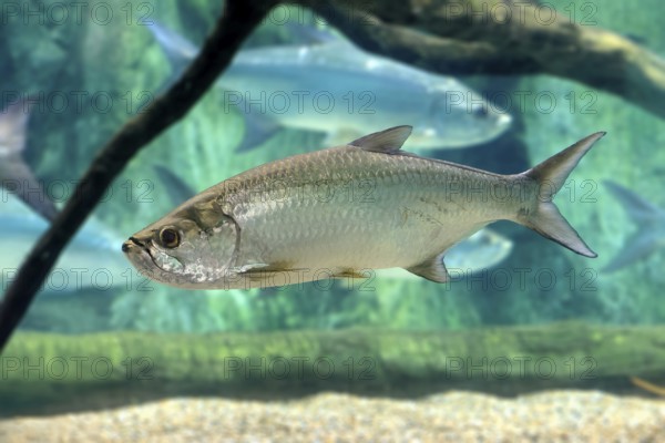 Atlantic tarpon (Megalops atlanticus), adult, in water, swimming, Atlantic Ocean, Singapore,