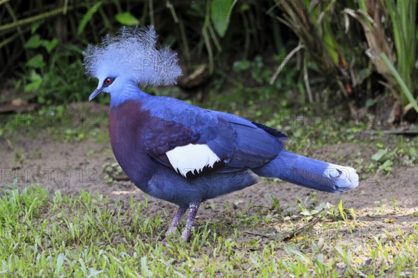 Blue-crested Crowned Pigeon (Goura cristata), adult, on the ground, foraging, alert, Indonesia,