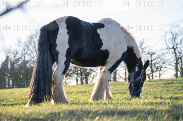 Tinker horse (horse breed) on the pasture in the backlight, Egloffstein, Upper Franconia, Bavaria,