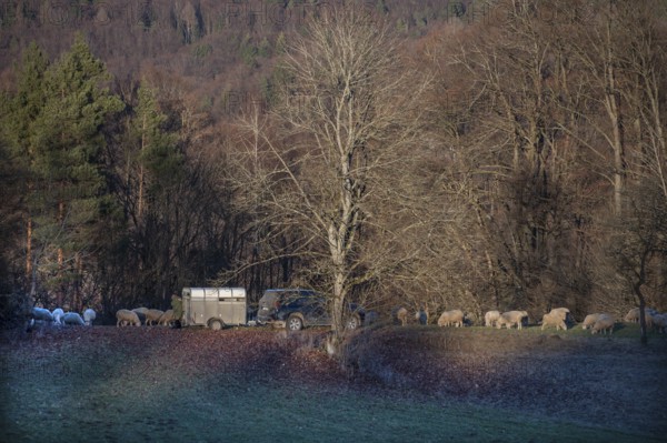 Shepherd with car and animal transporter with his sheep in a meadow, Egloffstein, Upper Franconia,