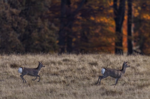 On the run, the mirror of the Sika deer (Cervus nippon) female and calf is clearly visible,