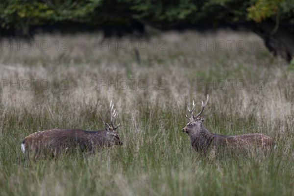 The sika deer (Cervus nippon) face each other threateningly, roll their eyes, there is no fight,
