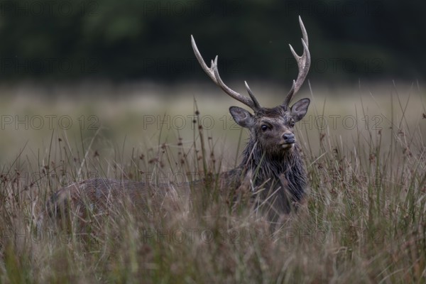 During the mating season, the sika deer (Cervus nippon) wears a distinctive rutting mane,