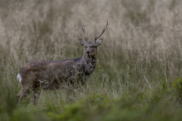 Sika deer (Cervus nippon) in a forest meadow, subspecies Japanese Sika deer, rut, Denmark