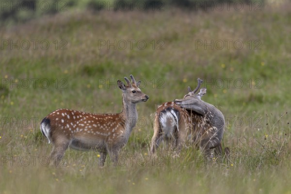 Sika deer (Cervus nippon) in bast, in summer also adult animals have light-coloured spots on the