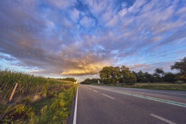 Corn field, meadow, trees, blue sky, cumulus clouds, stratocumulus clouds, evening light, federal