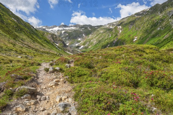 Hiking along the Mur, Murursprung, Alpenrosen, Muhr, National Park Community, UNESCO Lungau