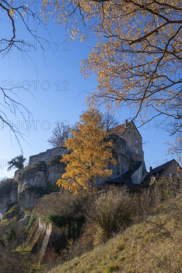 Autumnal birch (Betula) in front of Pottenstein Castle, created around 1070, Pottenstein, Upper