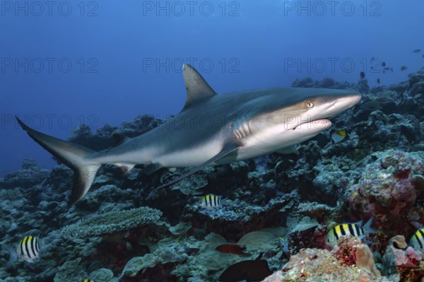 Underwater photo of large specimen of great Grey reef shark (Carcharhinus amblyrhynchos) swimming