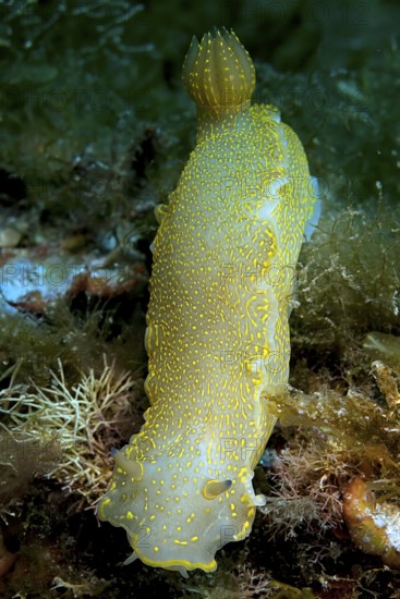 Variable Yellow-violet star snail (Felimare picta) old name (Hypselodoris picta) alternative name