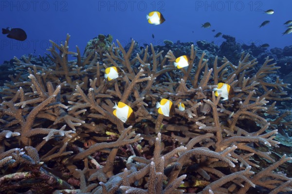 Underwater photo Group of small school of fish Pyramid butterflyfish (Hemitaurichthys polylepis)