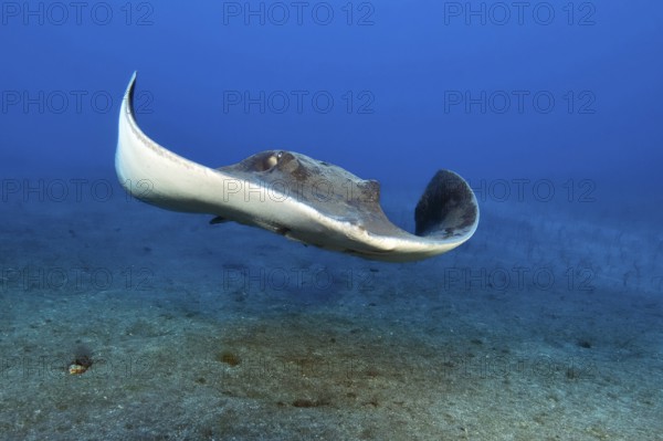 Rush-tailed stingray (Bathytoshia centroura) synonym (Dasyatis centroura) swimming towards