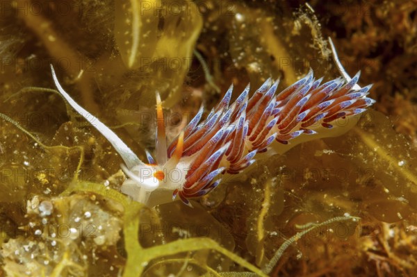 Underwater photo Migratory thread snail (Cratena peregrina) Nudibranch feeding on hydrozoa,