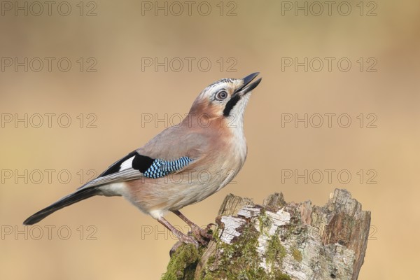 Eurasian Jay (Garrulus glandarius) sitting on a birch overgrown with moss, wildlife, corvid, nature