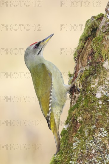 Grey-headed woodpecker (Picus canus), or great spotted woodpecker, male at a birch overgrown with
